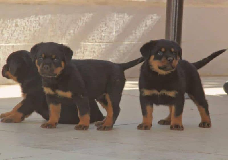 Rottweiler puppies available for sale 8
