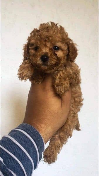Toy poodle puppies available for sale 3