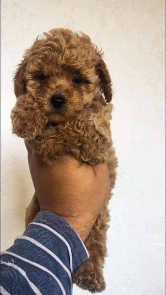toy poodle puppies available for sale 1