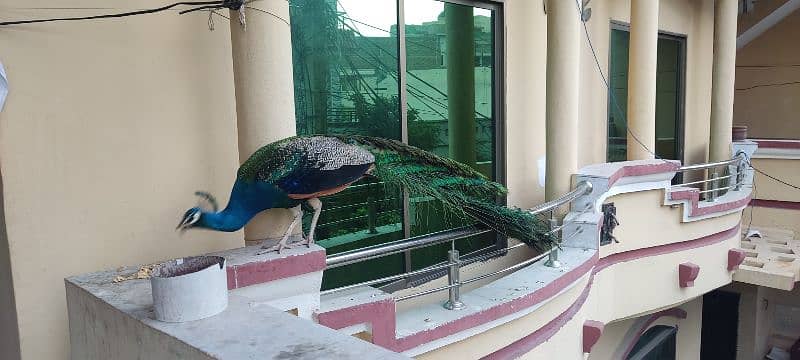 Male Peacock for sale 2
