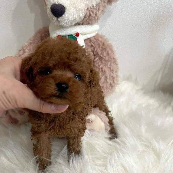 Toy poodle puppies available for sale 0