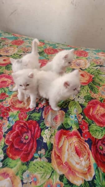 Persian kittens good punch face long coat litter train for sale 1