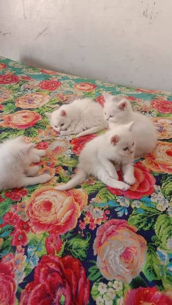 Persian kittens good punch face long coat litter train for sale 2