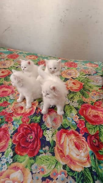 Persian kittens good punch face long coat litter train for sale 4