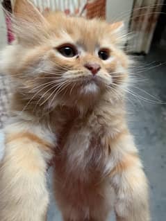 2 month old persian male kitten