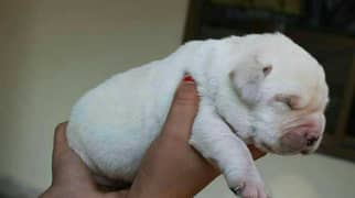 labrador imported bloodline  puppy fwn and black