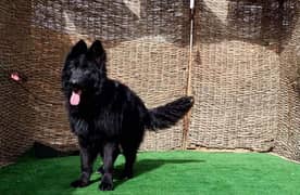 Black German shepherd male available for sale