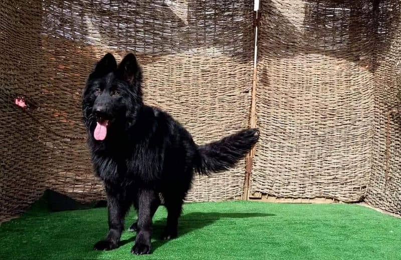 Black German shepherd male available for sale 0