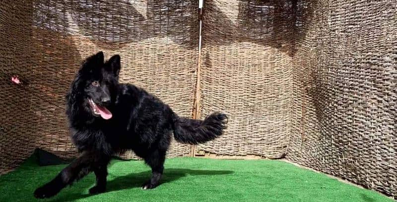 Black German shepherd male available for sale 1