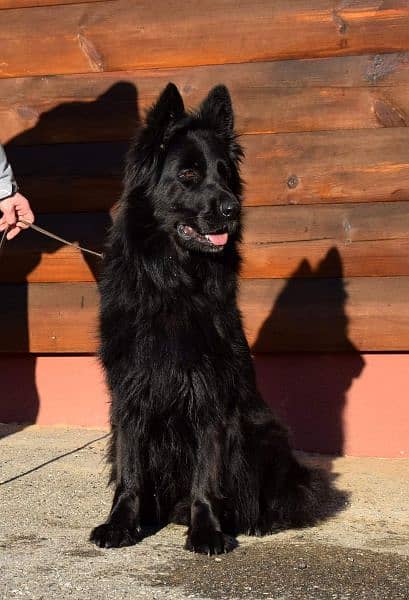 Black German shepherd male available for sale 3