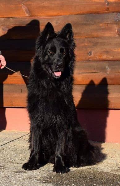 Black German shepherd male available for sale 5