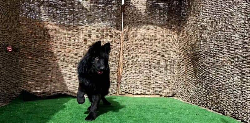 Black German shepherd male available for sale 6