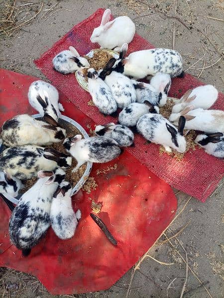 Desi Rabbits for sale 0