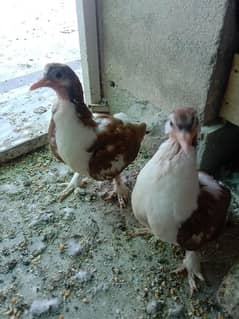 pigeon sherazi Chicks