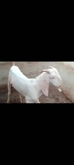 best for qurbani pur white skin and white eyes