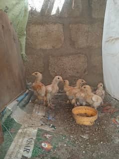 sk hens chicks