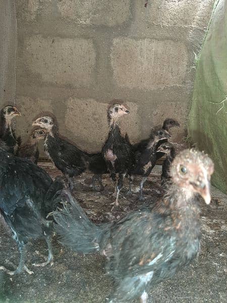 sk hens chicks 1