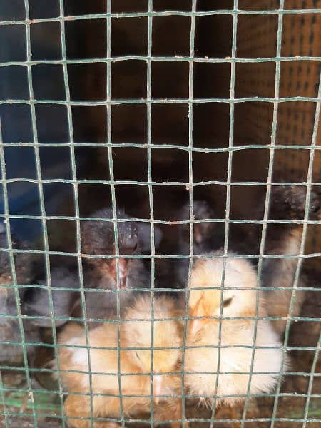 sk hens chicks 2