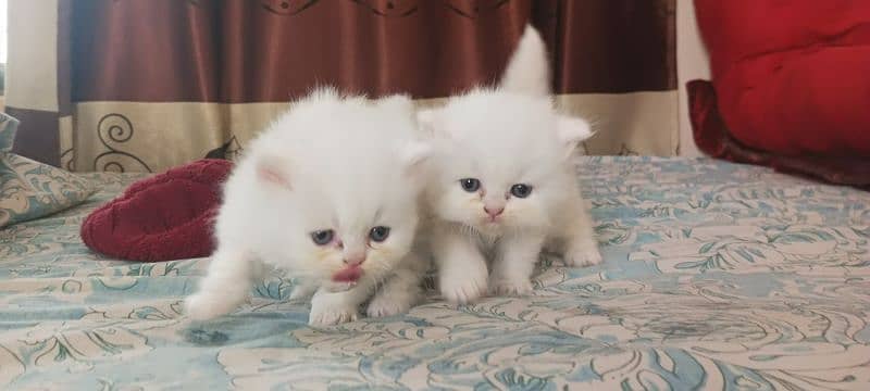 Persian Punch Face Kittens 0
