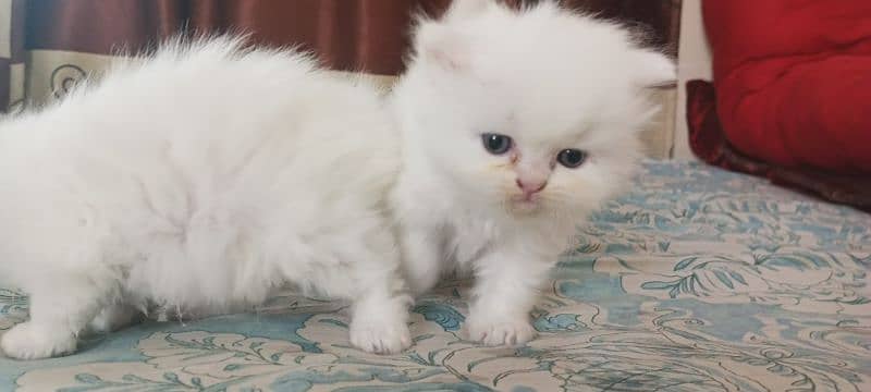 Persian Punch Face Kittens 1