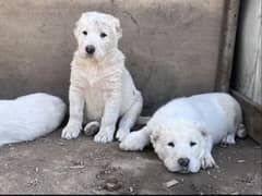 Alabai imported puppies available for sale