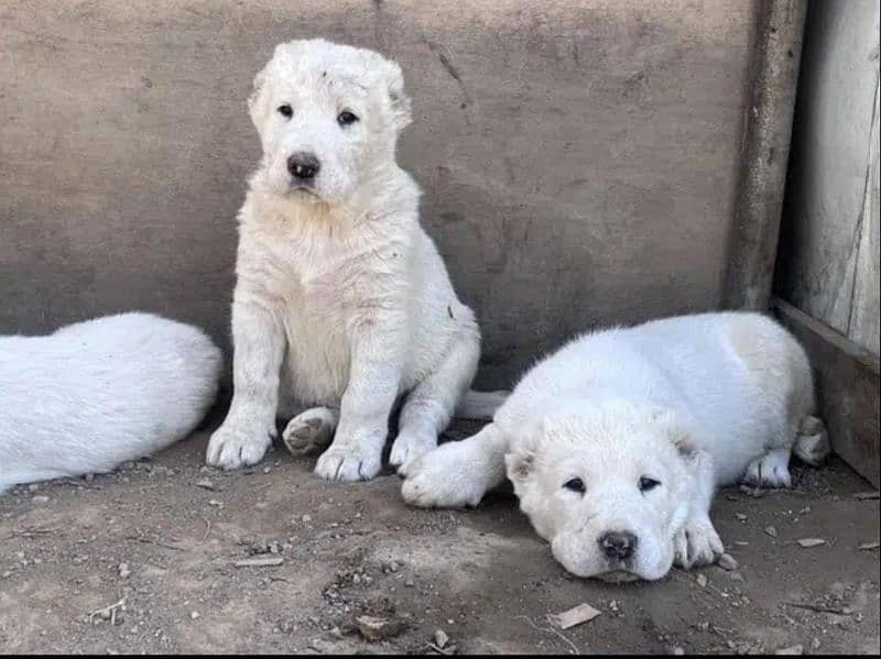 Alabai imported puppies available for sale 0