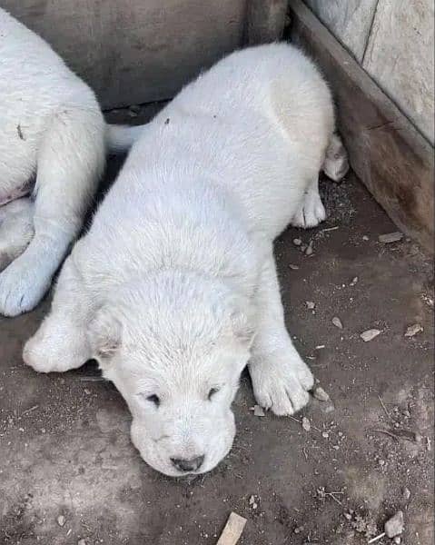 Alabai imported puppies available for sale 2