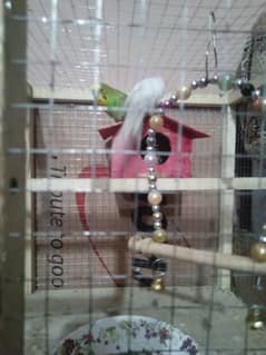Budgies for sale with finch bird house and matki for free