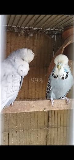 quality exhibition budgies pair ready to breed