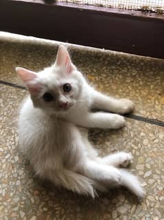 persian Kitten Baby