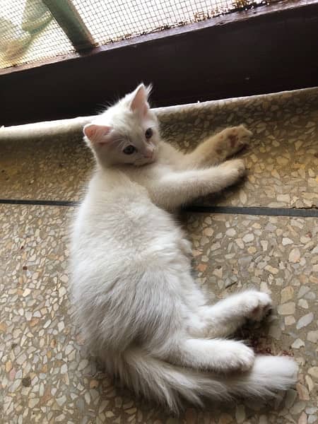 persian Kitten Baby 1