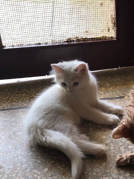 persian Kitten Baby 2