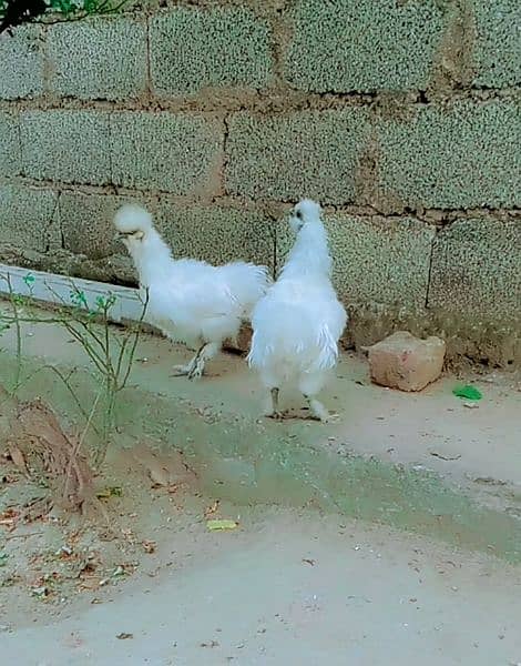 Silkie pair and heavy buff eggs available for sell 0