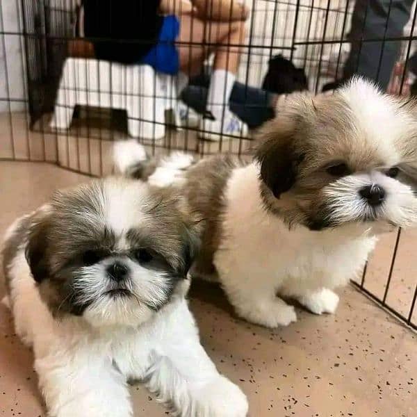 Shihtzu puppies available for sale 0