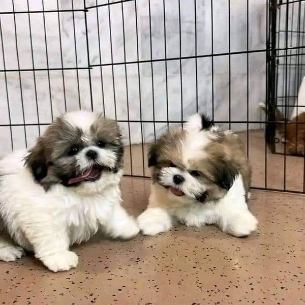 Shihtzu puppies available for sale 1