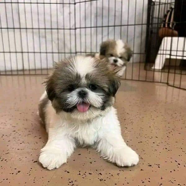 Shihtzu puppies available for sale 2