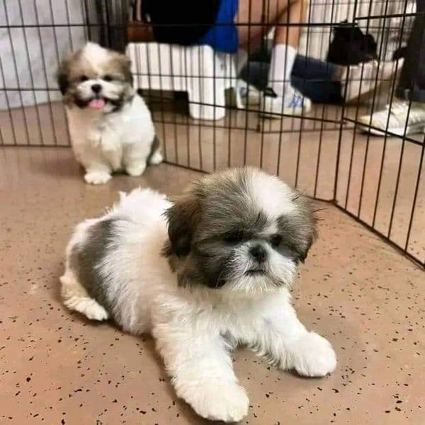 Shihtzu puppies available for sale 3