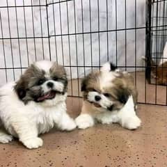shihtzu puppies available for sale