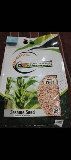 Sesame seed 0