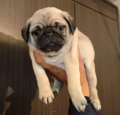 pug puppies available for sale