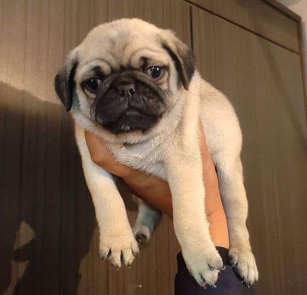 pug puppies available for sale 0