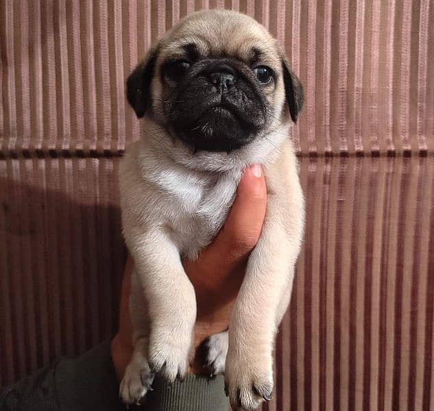 pug puppies available for sale 1