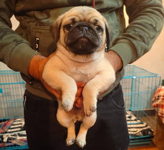 pug puppies available for sale 2