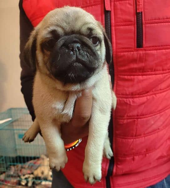 pug puppies available for sale 4