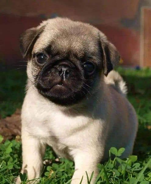 pug puppies available for sale 5