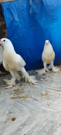 magpie and white gubbar babies