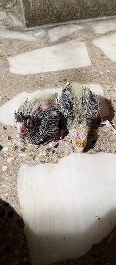 Cockatiel 3 chicks for sale best for hand tame  2 common white