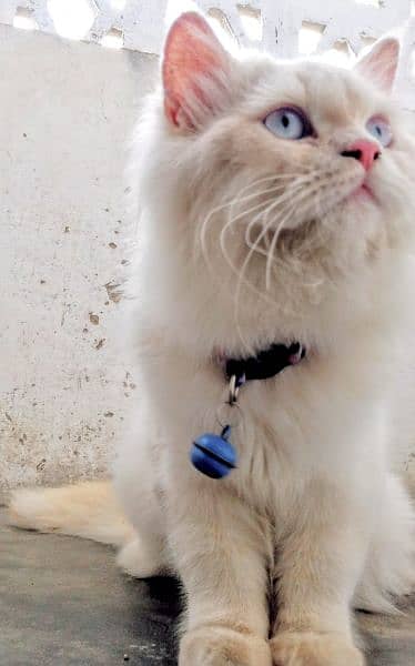Persian Cat 6