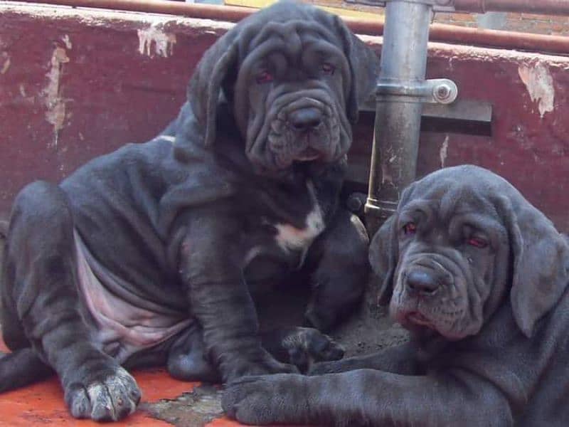 Neapolitan mastiff imported puppies for sale 1