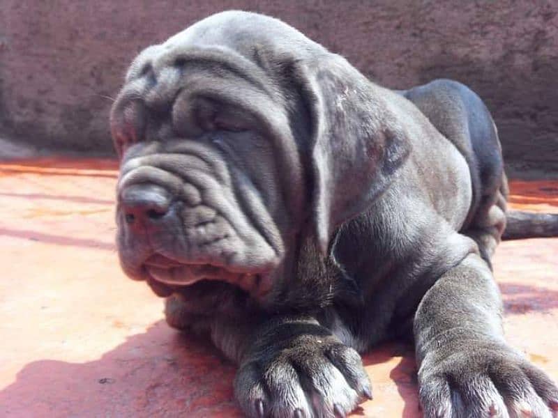 Neapolitan mastiff imported puppies for sale 3